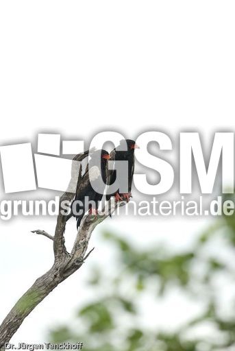 Gaukler (2 von 3).jpg